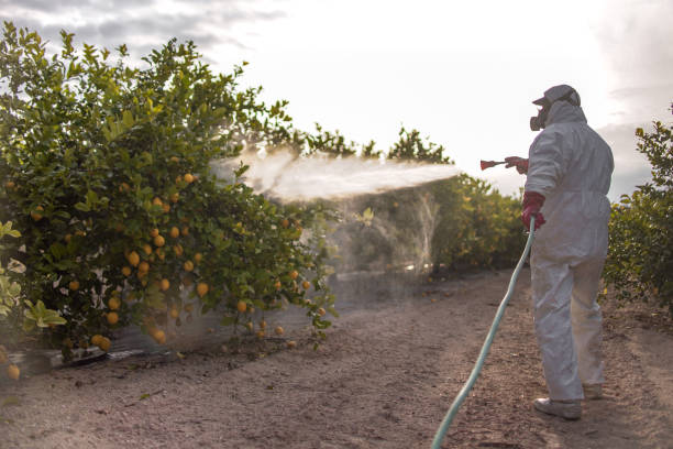 Best Pest Removal Services  in Monte Alto, TX